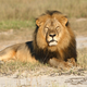 Illustration for article titled Delta Joins Growing List of Airlines Banning Hunting Trophies